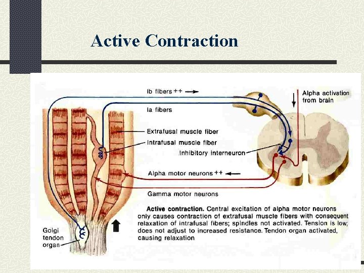 Active Contraction 