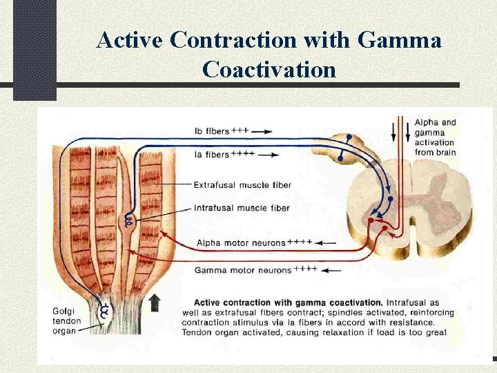 Active Contraction with Gamma Coactivation 