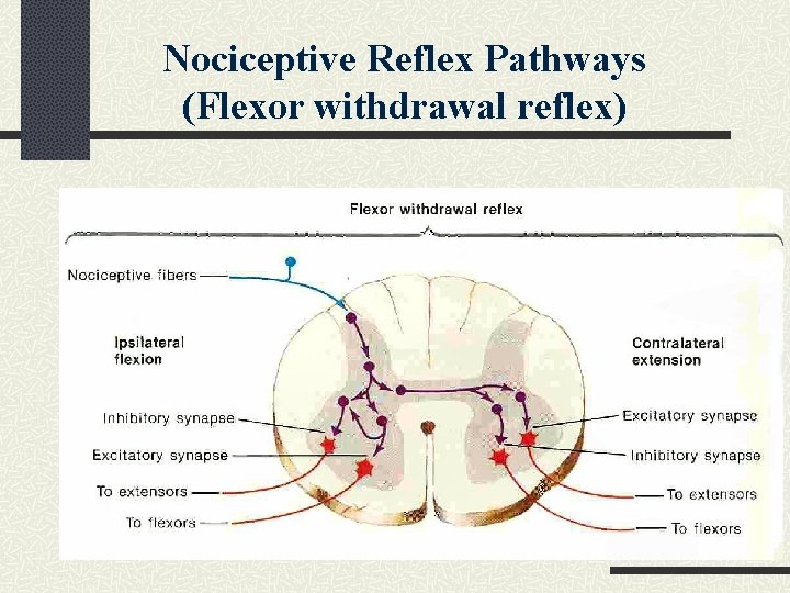 Nociceptive Reflex Pathways (Flexor withdrawal reflex) 