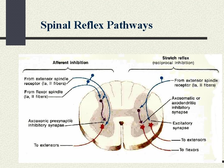 Spinal Reflex Pathways 