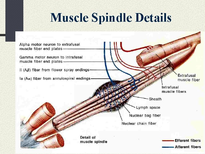 Muscle Spindle Details 