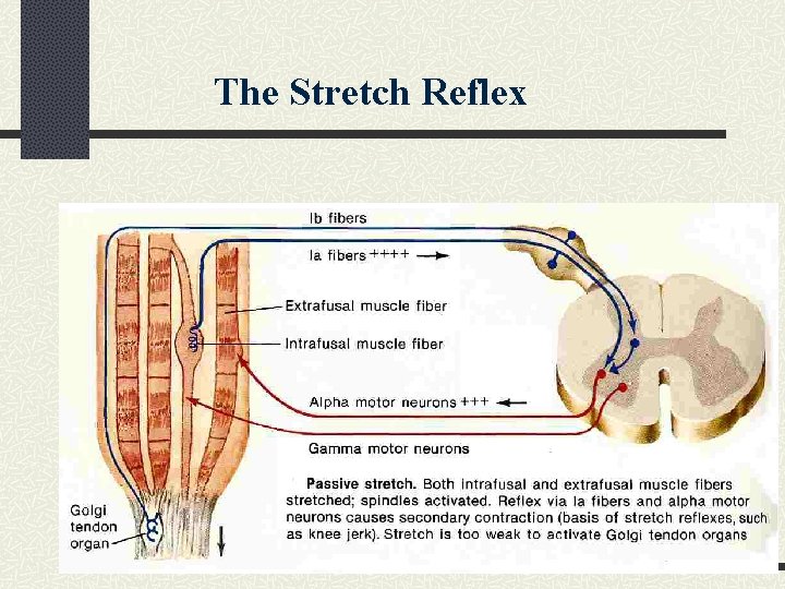 The Stretch Reflex 