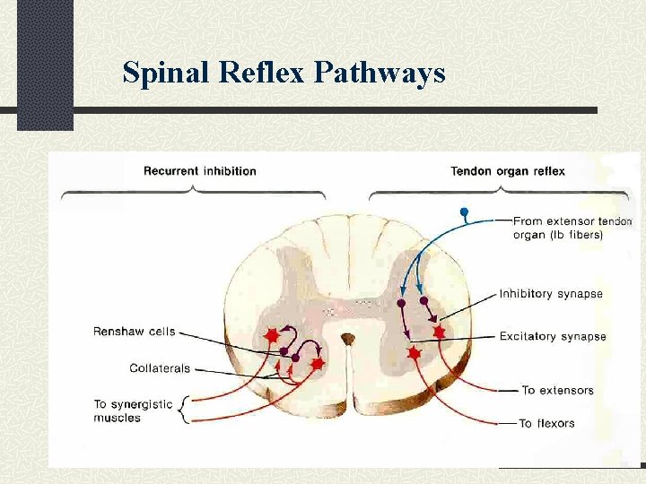 Spinal Reflex Pathways 