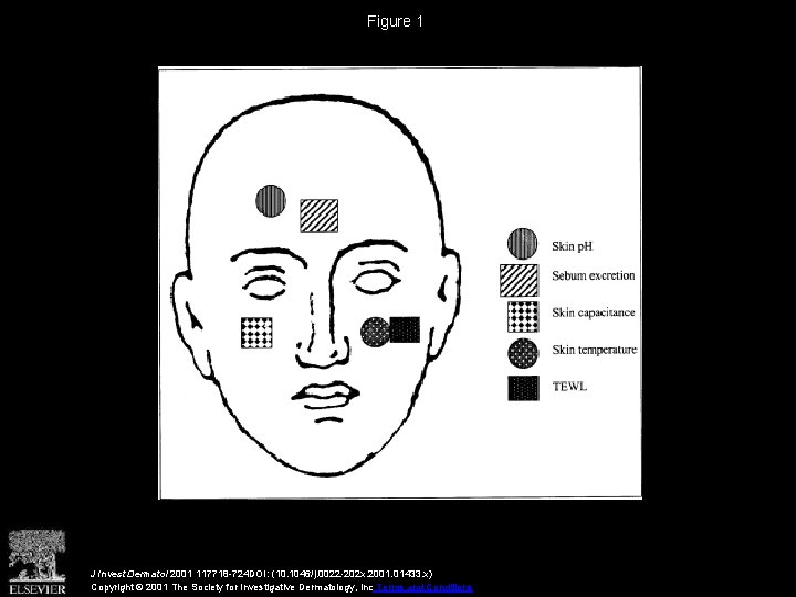 Figure 1 J Invest Dermatol 2001 117718 -724 DOI: (10. 1046/j. 0022 -202 x.