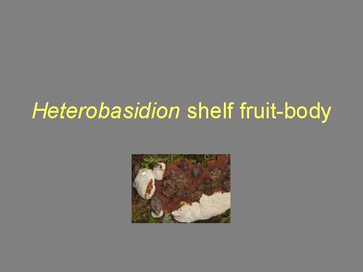 Heterobasidion shelf fruit-body 