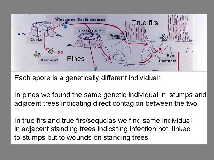 True firs Pines Each spore is a genetically different individual: In pines we found