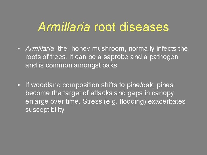 Armillaria root diseases • Armillaria, the honey mushroom, normally infects the roots of trees.