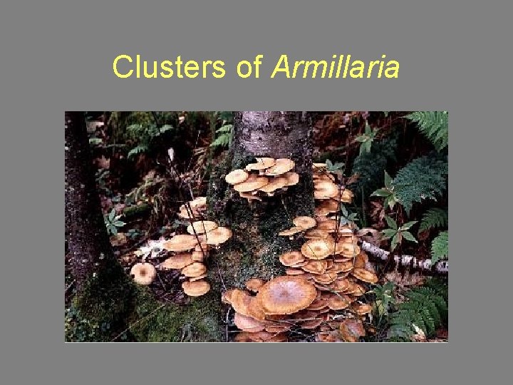 Clusters of Armillaria 