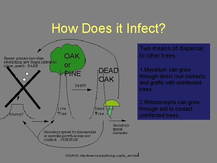 How Does it Infect? OAK or PINE Two means of dispersal to other trees: