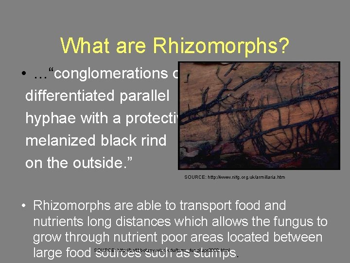What are Rhizomorphs? • …“conglomerations of differentiated parallel hyphae with a protective melanized black