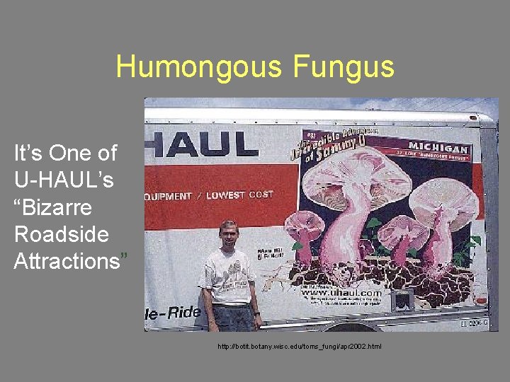 Humongous Fungus It’s One of U-HAUL’s “Bizarre Roadside Attractions” http: //botit. botany. wisc. edu/toms_fungi/apr