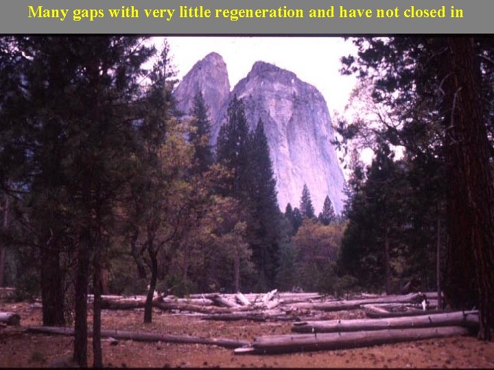 Many gaps with very little regeneration and have not closed in 