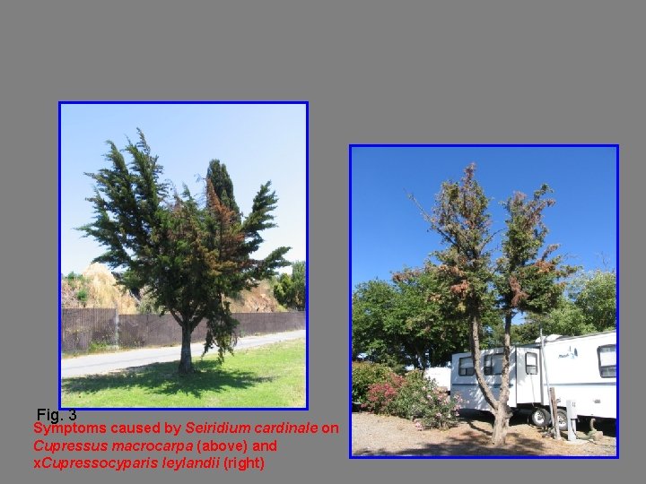 Fig. 3 Symptoms caused by Seiridium cardinale on Cupressus macrocarpa (above) and x. Cupressocyparis