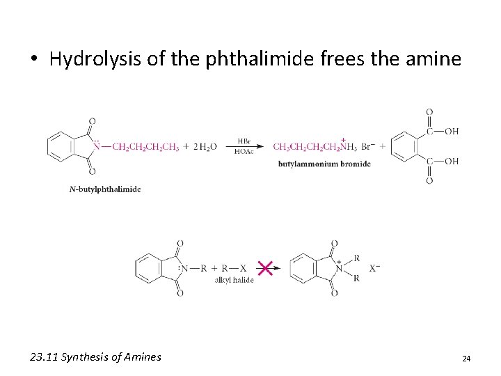  • Hydrolysis of the phthalimide frees the amine 23. 11 Synthesis of Amines