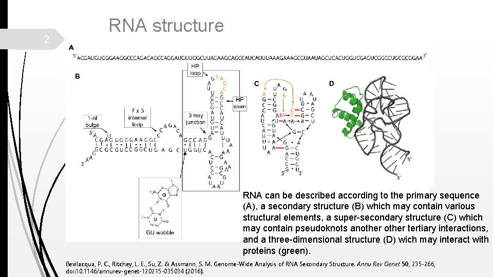 2 RNA structure RNA can be described according to the primary sequence (A), a