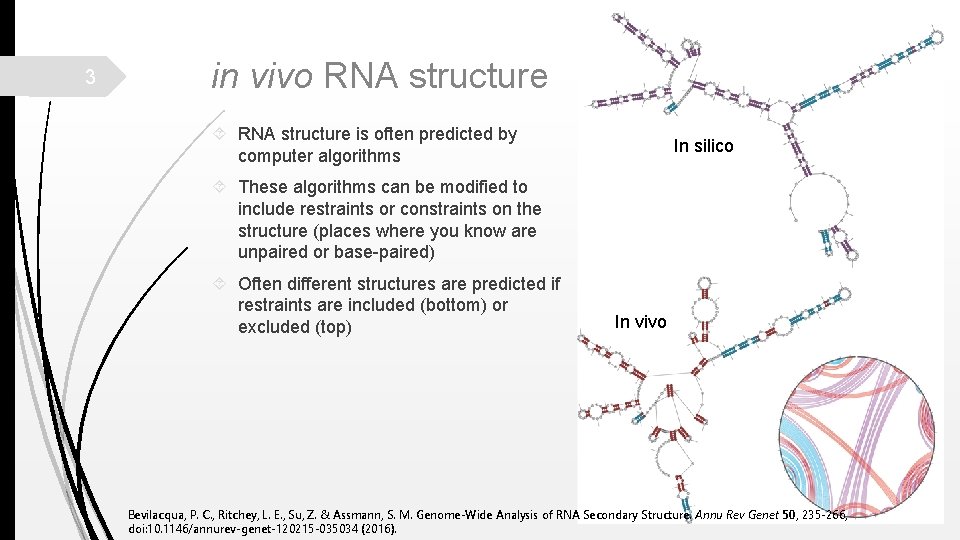 3 in vivo RNA structure is often predicted by computer algorithms In silico These