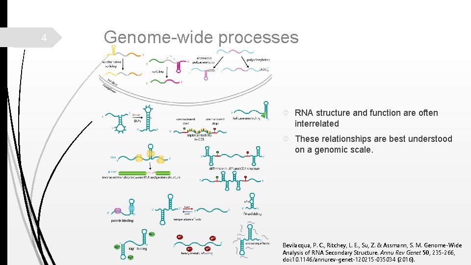 4 Genome-wide processes RNA structure and function are often interrelated These relationships are best