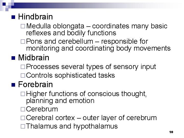 n Hindbrain ¨ Medulla oblongata – coordinates many basic reflexes and bodily functions ¨