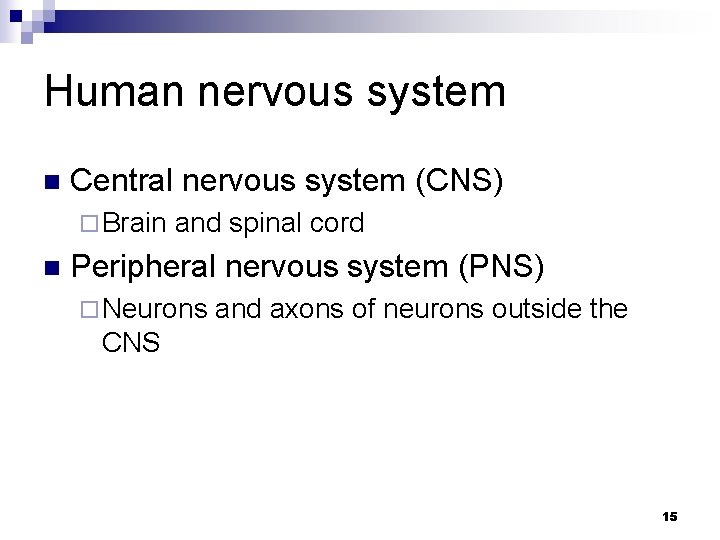 Human nervous system n Central nervous system (CNS) ¨ Brain n and spinal cord