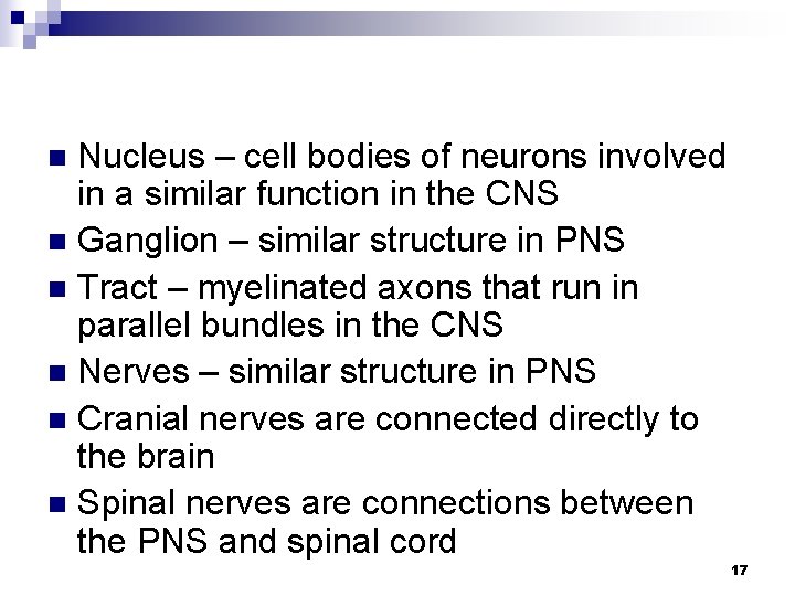Nucleus – cell bodies of neurons involved in a similar function in the CNS