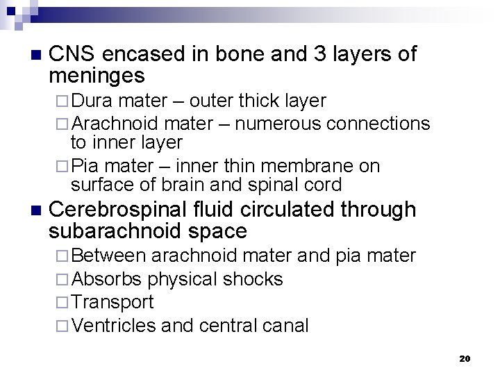 n CNS encased in bone and 3 layers of meninges ¨ Dura mater –