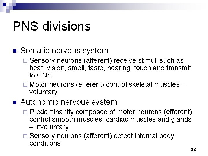 PNS divisions n Somatic nervous system ¨ Sensory neurons (afferent) receive stimuli such as