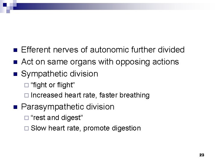 n n n Efferent nerves of autonomic further divided Act on same organs with