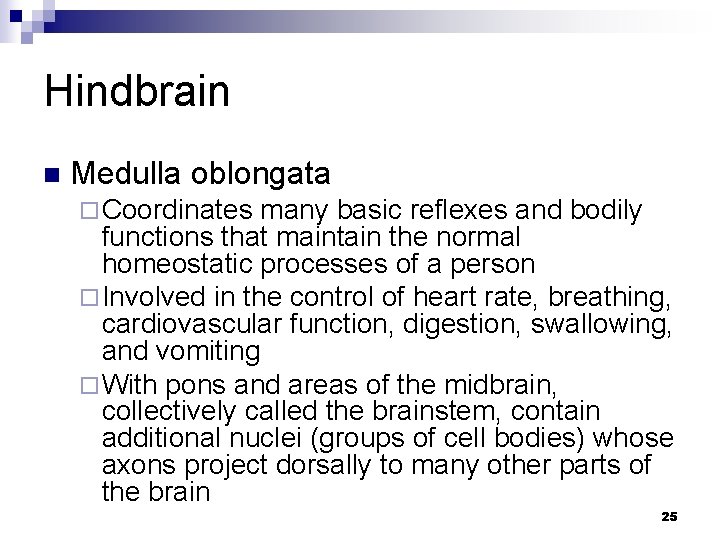 Hindbrain n Medulla oblongata ¨ Coordinates many basic reflexes and bodily functions that maintain