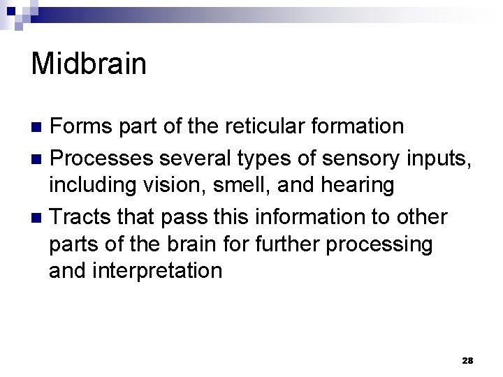 Midbrain Forms part of the reticular formation n Processes several types of sensory inputs,
