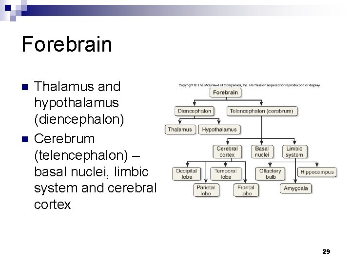 Forebrain n n Thalamus and hypothalamus (diencephalon) Cerebrum (telencephalon) – basal nuclei, limbic system