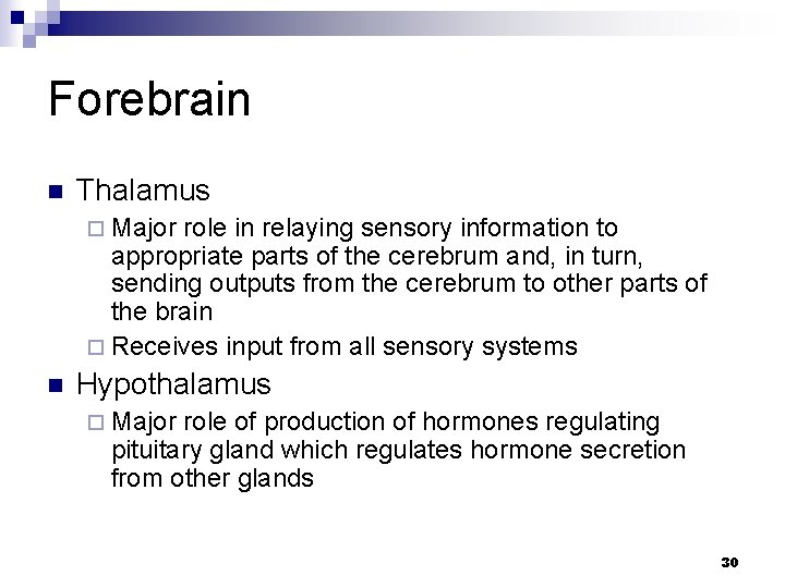 Forebrain n Thalamus ¨ Major role in relaying sensory information to appropriate parts of