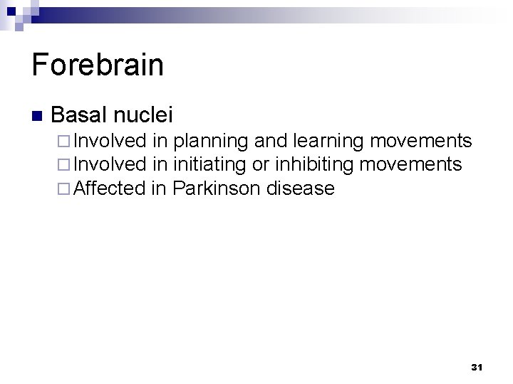 Forebrain n Basal nuclei ¨ Involved in planning and learning movements ¨ Involved in