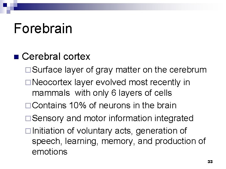 Forebrain n Cerebral cortex ¨ Surface layer of gray matter on the cerebrum ¨