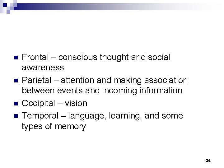 n n Frontal – conscious thought and social awareness Parietal – attention and making