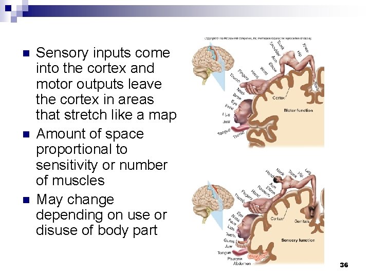 n n n Sensory inputs come into the cortex and motor outputs leave the