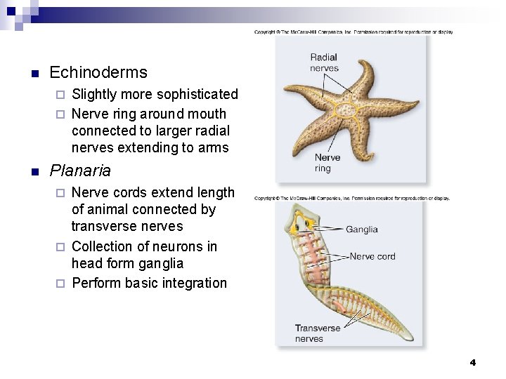 n Echinoderms Slightly more sophisticated ¨ Nerve ring around mouth connected to larger radial