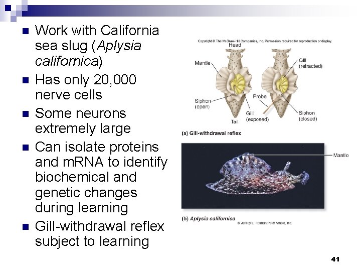 n n n Work with California sea slug (Aplysia californica) Has only 20, 000