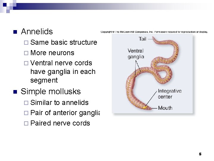 n Annelids ¨ Same basic structure ¨ More neurons ¨ Ventral nerve cords have