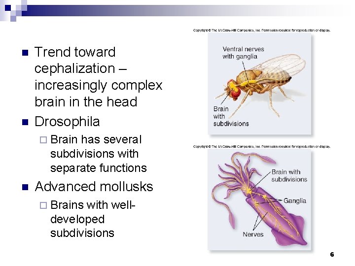 n n Trend toward cephalization – increasingly complex brain in the head Drosophila ¨