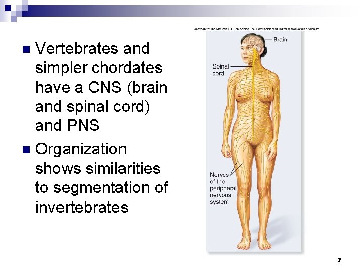 Vertebrates and simpler chordates have a CNS (brain and spinal cord) and PNS n