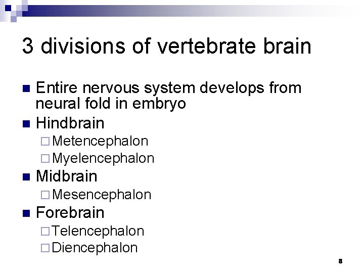 3 divisions of vertebrate brain Entire nervous system develops from neural fold in embryo