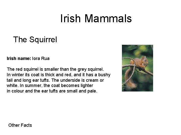 Irish Mammals The Squirrel Irish name: Iora Rua The red squirrel is smaller than