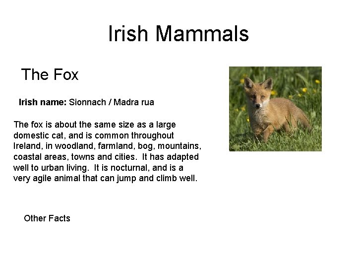 Irish Mammals The Fox Irish name: Sionnach / Madra rua The fox is about