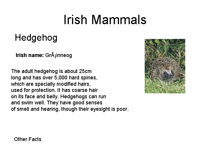 Irish Mammals Hedgehog Irish name: GrÃ¡inneog The adult hedgehog is about 25 cm long