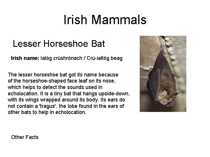 Irish Mammals Lesser Horseshoe Bat Irish name: Ialóg crúshrónach / Crú-ialtóg beag The lesser