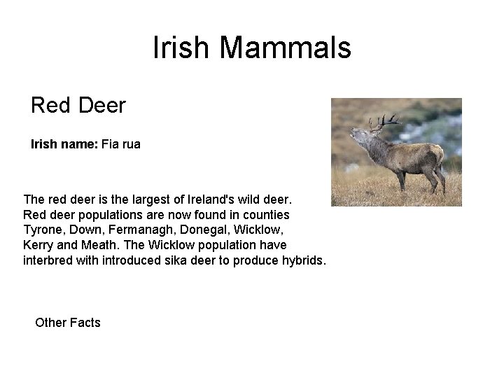 Irish Mammals Red Deer Irish name: Fia rua The red deer is the largest