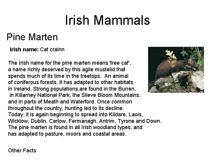 Irish Mammals Pine Marten Irish name: Cat crainn The Irish name for the pine