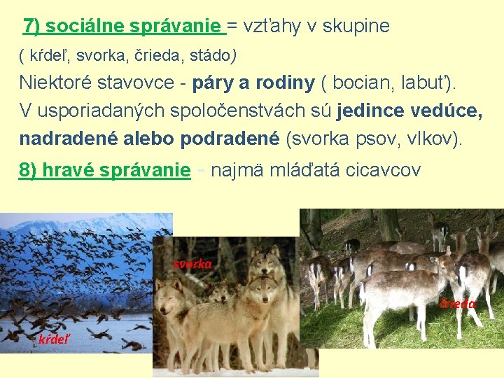 7) sociálne správanie = vzťahy v skupine ( kŕdeľ, svorka, črieda, stádo) Niektoré stavovce