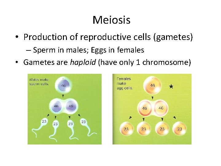 Meiosis • Production of reproductive cells (gametes) – Sperm in males; Eggs in females