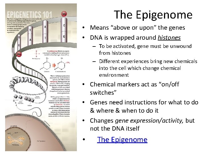 The Epigenome • Means “above or upon” the genes • DNA is wrapped around